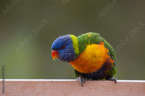 Obraz na płótnie canvas Tęczowy lorikeet czeka na karmienie.