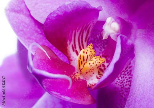 Board z aluminiowym obramowaniem Purpurowa orchidea