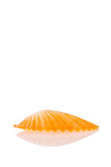 Wall Mural - Seashell isolated on white background