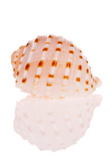 Wall Mural - Seashell isolated on white background