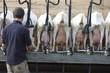 Salle de traite dans un élevage de chèvres
