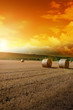 Leinwanddruck Bild Yellow grain harvested on a farm field