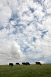 Herd of cows grazing against a blue & cloudy sky