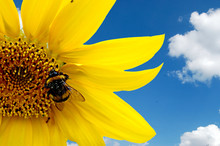 Fresh Sunflower With Hard Working Bumblebee Against Blue Sky