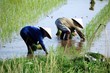 Travail dans une rizière (Vietnam)