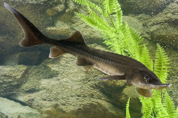 Sturgeon in the aquarium