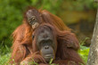 Leinwandbild Motiv mother orangutan with her cute baby
