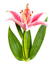 Lily Flower With Green Leaves. Isolated On White.