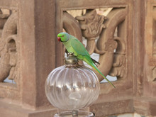 Parakeet In A Lamp In The Hotel