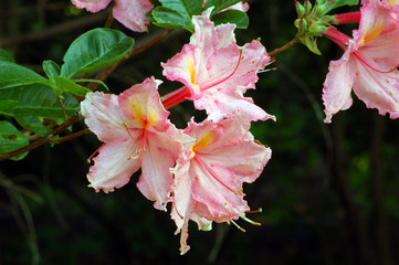 Wall Mural - rododendron