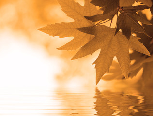 Wall Mural - autumn leaves reflecting in the water, shallow focus