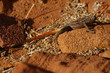 Namibian rock Agama (Agama planiceps)
