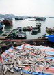 Fish harbour on an island near Hong Kong