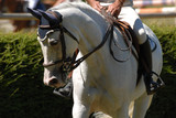 Fototapeta Konie - cheval de CSO en piste