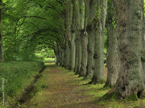 Nowoczesny obraz na płótnie Park