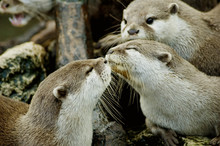 Otters Kissing