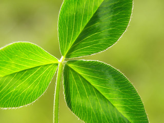 green clover leaf