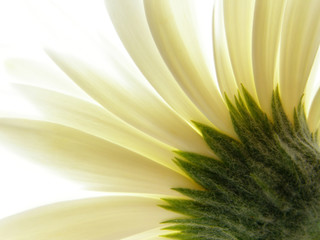 Sticker - white gerbera