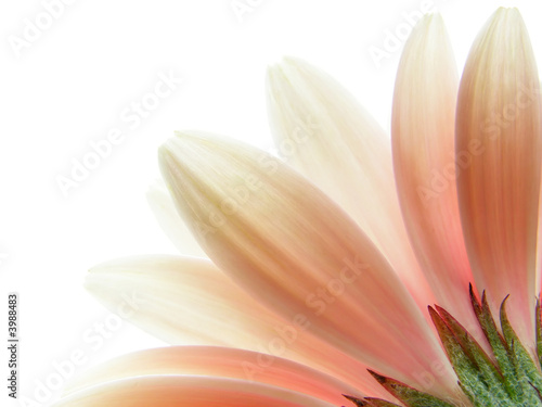 Foto-Vorhang - pink gerbera (von Anette Linnea Rasmus)