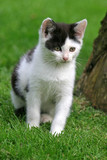 Fototapeta Mapy - little black and white kitten
