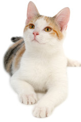 Poster - Cat on white background