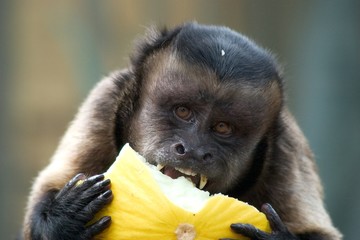 Tufted Capuchin Monkey Eating