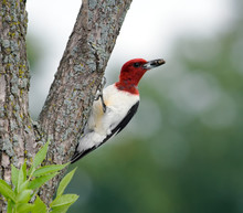 Red-headed Woodpecker (2)