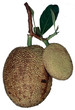 Jackfruit