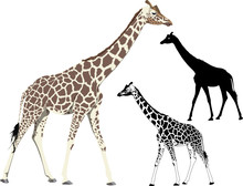 Vector Illustration And Silhouette Of Walking Giraffe