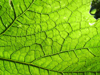 Wall Mural - Underside Of A Green Leaf 11