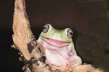Funny Frog On Black Background