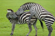 zebra love making