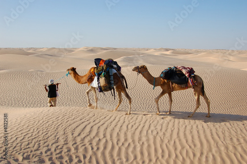 Board z aluminiowym obramowaniem Karawana wielbłądów w pustyni sahara