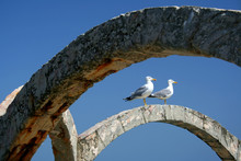 Gull Couple On Black Sea, Bulgaria