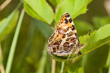 Poster - small map butterfly