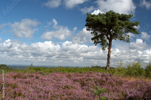 Plakat na papierze fotorealistycznym Ashdown Forest # 11