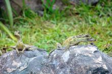 Two Green Lizards