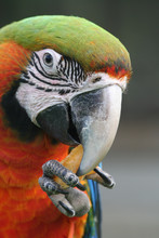 Head Of A Macaw Parrot
