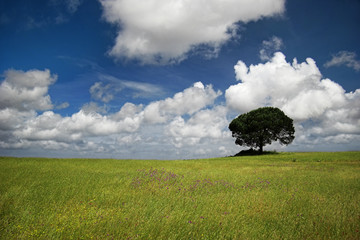 Wall Mural - Happy tree