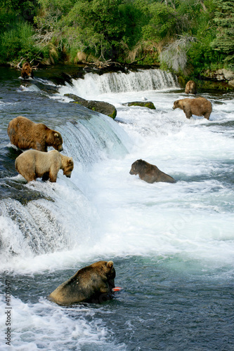 Fotoboard na płycie Niedźwiedzie grizzly