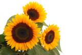 Fototapeta  - bunch of sunflowers