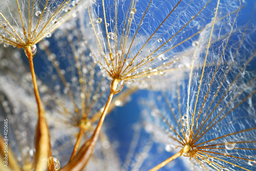 Naklejka dekoracyjna water drops on dandy