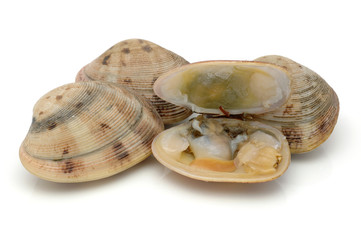 Live clams