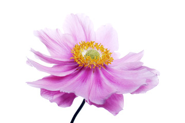 Wall Mural - japanese anemone