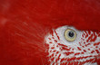 parrot eye