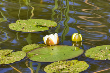 Canvas Print - white lily flower