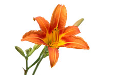 Lily In Orange Tones