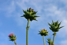 Thistle On The Sky Background