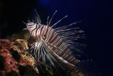 Fototapeta Do akwarium - dragon fish