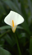 a close up of a cala lily